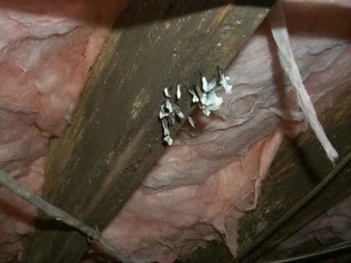 Wood Destroying Fungi Evaluation